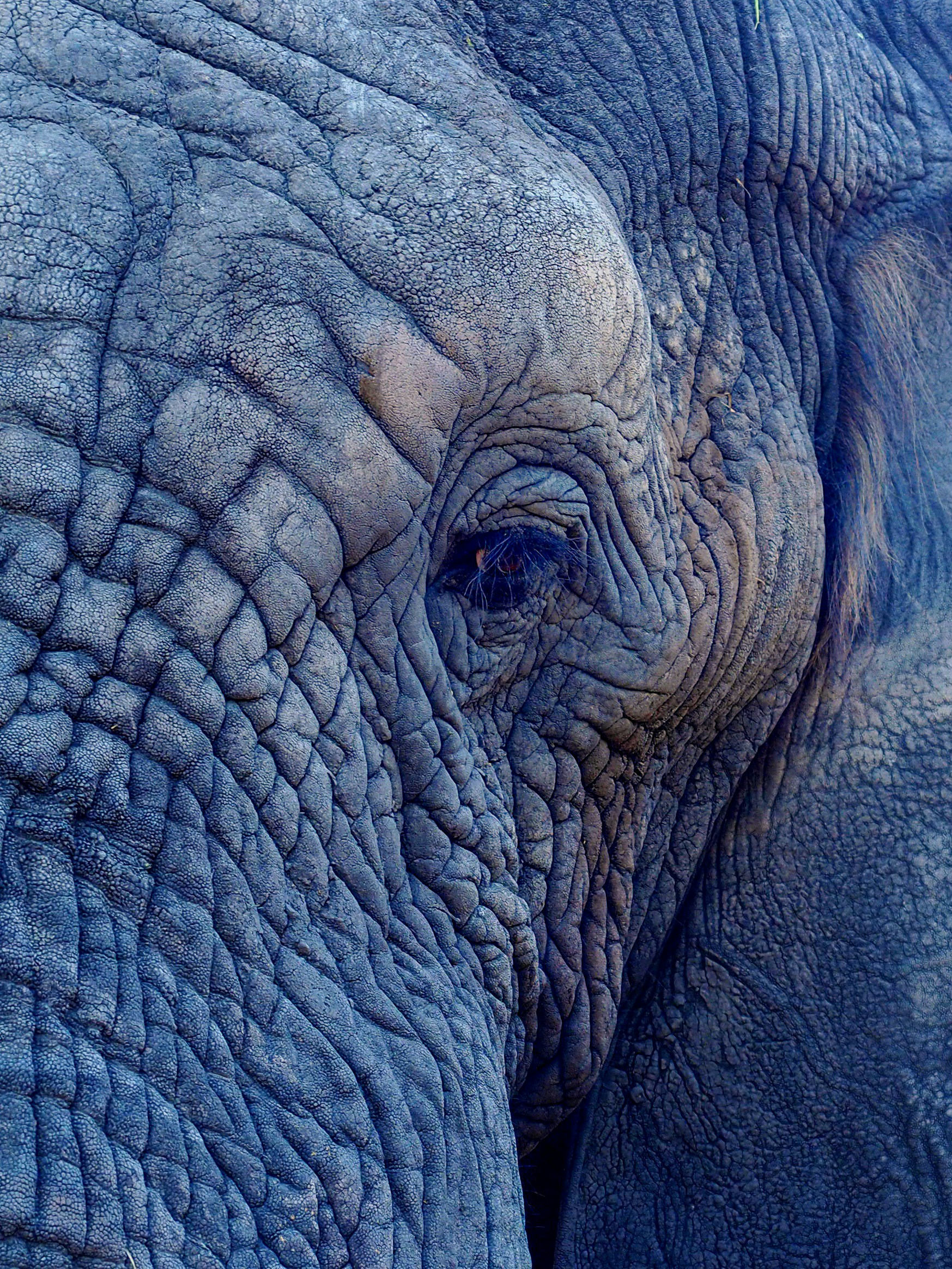 Photograf of elephant