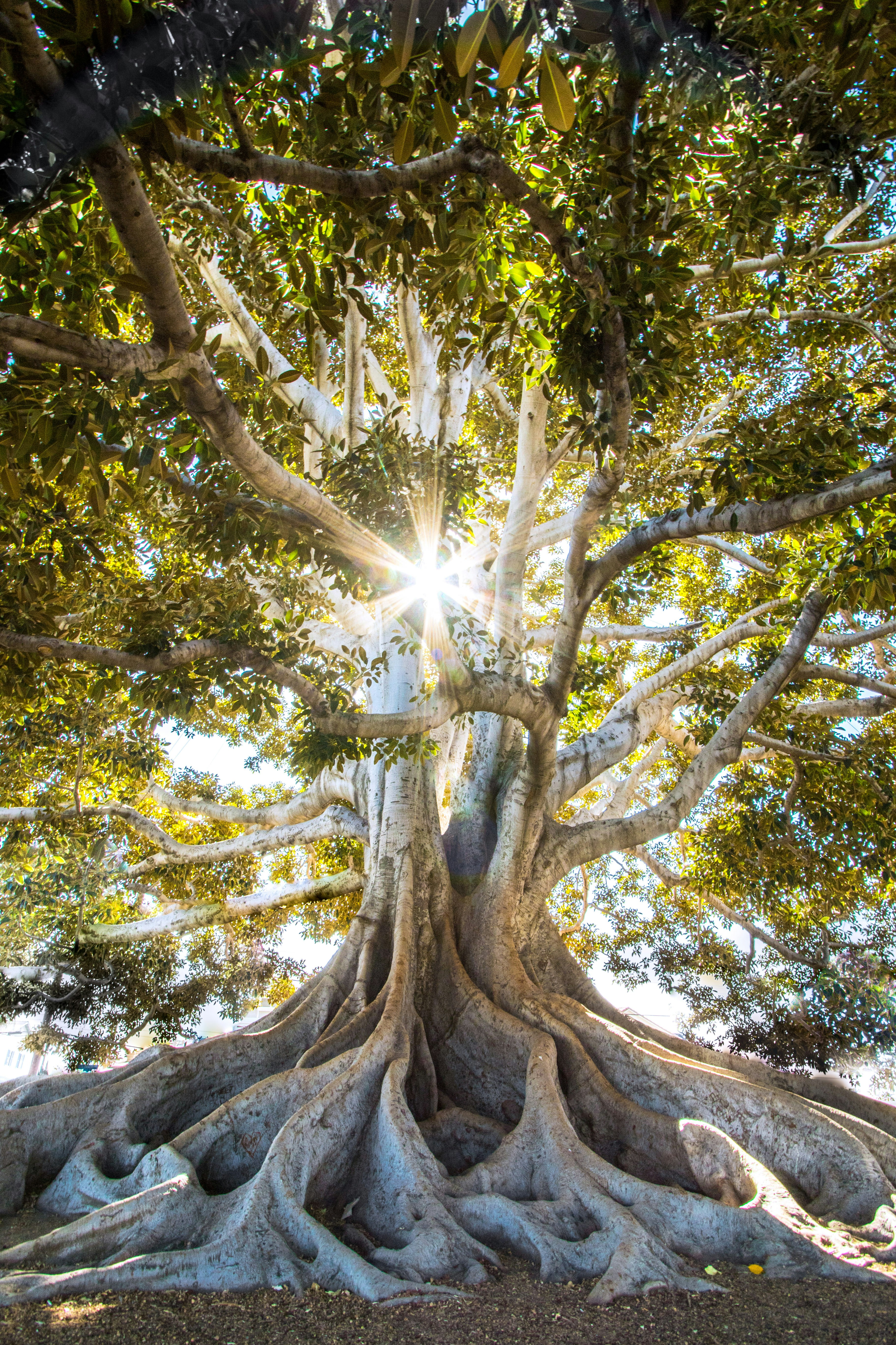 Photograph of a tree taken from below.